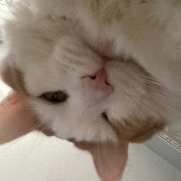 Meet your Posher, Nyla - Picture 1 of 1